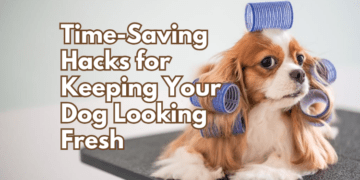 Time-Saving-Hacks-for-Keeping-Your-Dog-Looking-Fresh-Between-Grooming-Sessions