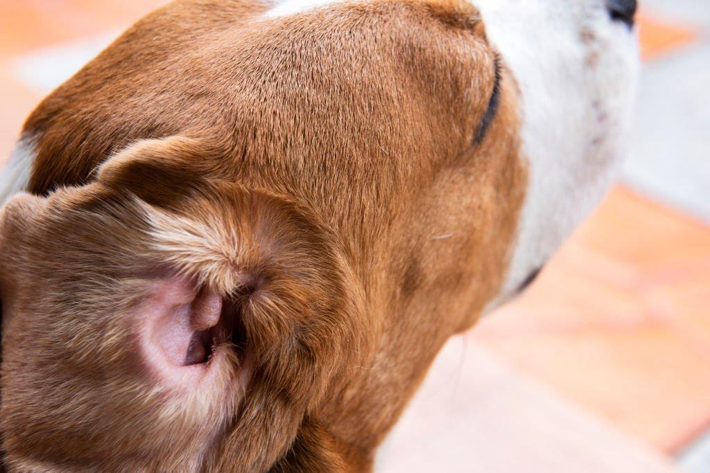 Why-Ear-Cleaning-is-Important-for-Spaniels