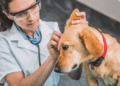 Why-Ear-Cleaning-is-Important-for-Spaniels
