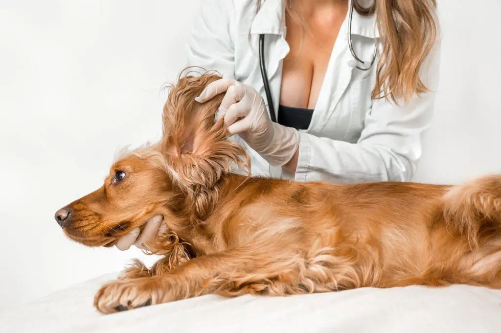 Why-Ear-Cleaning-is-Important-for-Spaniels